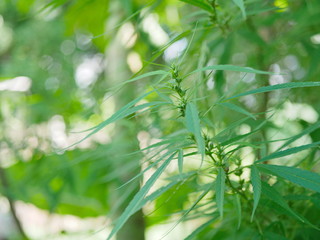 Young marijuana tree, Cannabis, leaves growing in a backyard vegetable garden at home