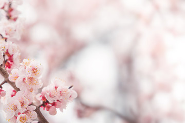 Cherry blossom in spring for background or copy space for text