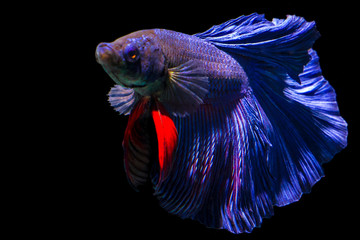 Blue color Siamese fighting fish(Rosetail-halfmoon),fighting fish