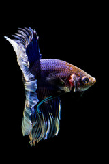 Blue color Siamese fighting fish(Rosetail-halfmoon),fighting fish