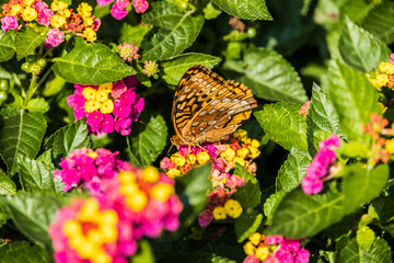 Great spangled fritillary butterfly sitting on Lantana wildflowers