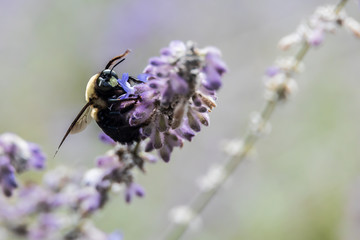 Close-up of bee on lilac colored flowers