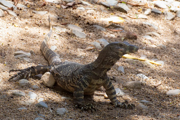 Goanna on sand and rocky terrain near Cairns in Tropical North Queensland, Australia