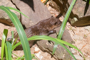 Wet Asian small-clawed otter on tree log near rocks