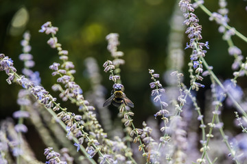 Close-up of bee on lilac colored flowers