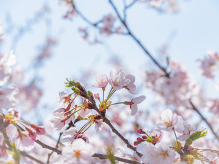 桜の枝と青空