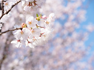 桜の枝と青空