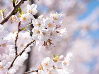 桜の枝と青空