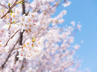 桜の枝と青空
