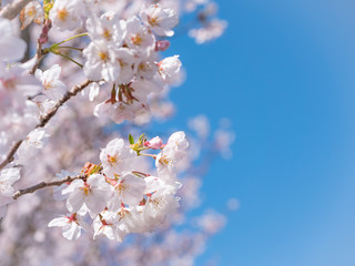 桜の枝と青空