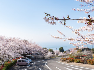 桜並木が続く道路
