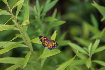 Orange and black butterfly on green leaves