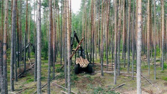 Sawn trees are getting loaded into the wood harvester