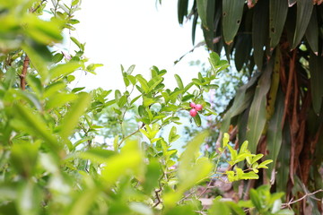 Miracle berry on the tree