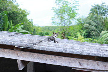 cat sitting on a bench in the park
