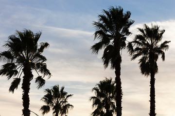 Silhouetted palm trees blowing in afternoon breeze.