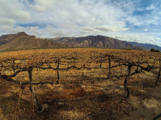 Campos de Viñedos en el norte de Argentina Sur América