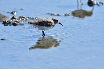 A Sandpiper