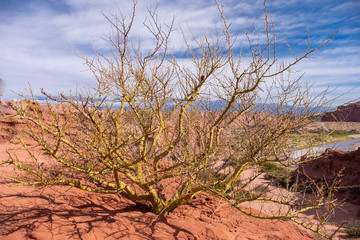 Paisajes con un árbol de primer plano