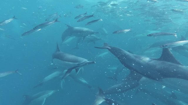 Close up of common dolphins schooling fish and hunting, Sardine Run