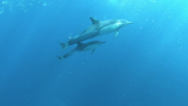 Dolphin calf and mother swim very close near surface, underwater shot