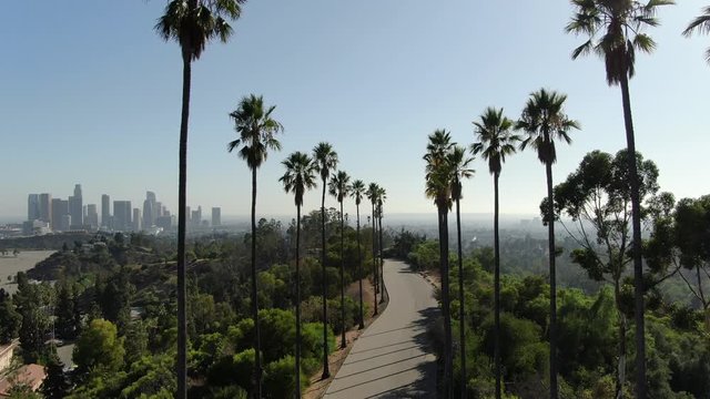 Los Angeles Downtown Skyline Flying Through Palm Trees In Elysian Park