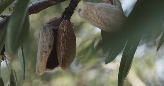 Ripe almond fruit (Prunus dulcis or Prunus amygdalus) in a shell, hanging on an almond tree branch in Andalusia, Spain.