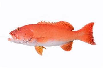 アカジジンミーバイ