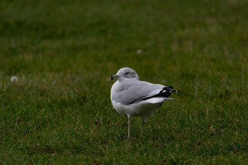 a seagull walks in the green grass