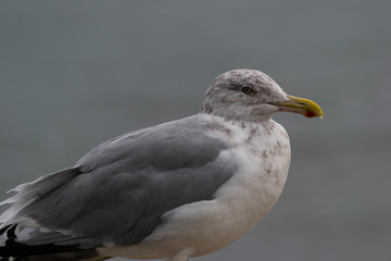 a closeup of a seagull perched on a rock