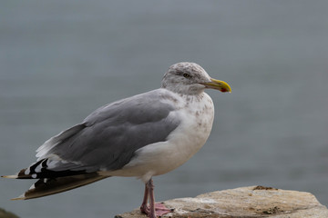 Fototapeta na wymiar a closeup of a seagull perched on a rock