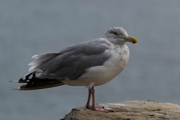 Fototapeta na wymiar a closeup of a seagull perched on a rock