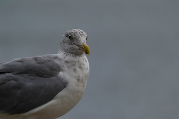 a closeup of a seagull perched on a rock