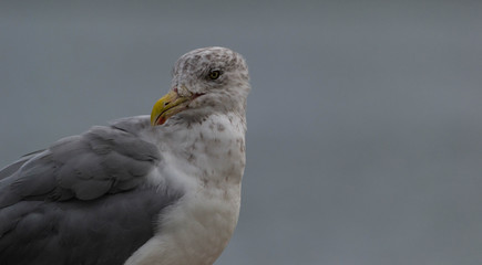 a closeup of a seagull perched on a rock
