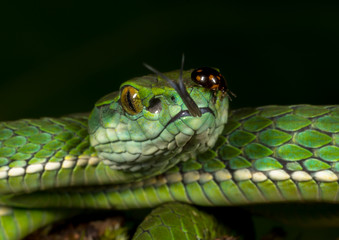Large -scale Pit Viper seen at Munnar,Kerala,India