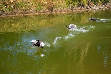 Three ducks taking flight from a pond