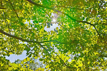 明るい黄緑の木の枝葉と太陽の木漏れ日