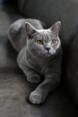 British shorthair cat, blue-gray color with orange eyes. Sit and relax on the dark sofa. Look to the top.