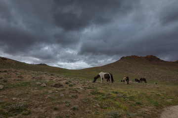 Horses grazing near Chandrataal Lake,Spiti Valley,Himachal Pradesh,India