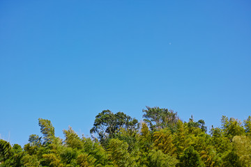 順光の竹林と快晴の青空