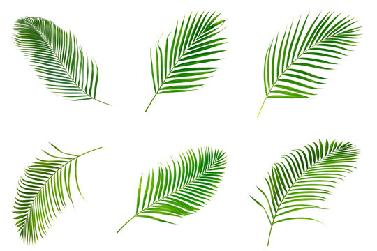 Collection of palm leaves isolated on white background.