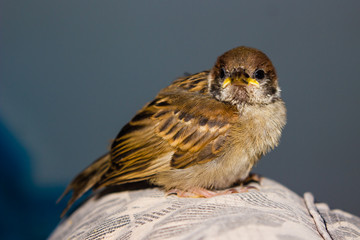 close up of house sparrow (Passer domesticus)