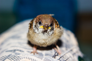 close up of house sparrow (Passer domesticus)