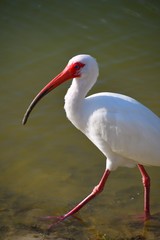 Ibis standing in water
