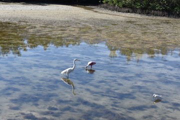 Tropical birds in the water