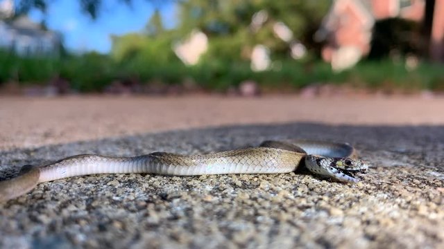 Dead baby snake on a driveway with ants crawling in and out of it's mouth