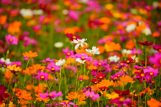 colorful flowers in the garden © WORAVUDH