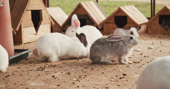 Cute gray rabbit in a family of white rabbits near the rabbit houses.