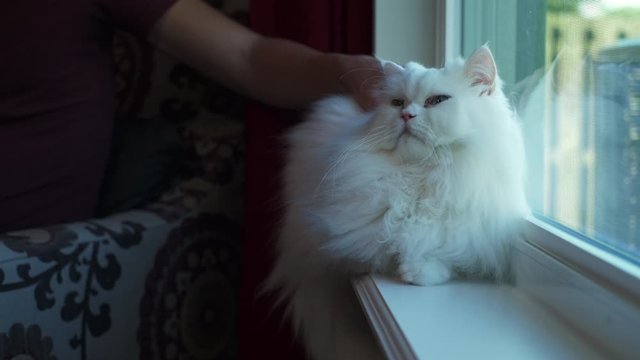 Fluffy white Persian cat sits in window. Owner pets a Purebred Persian cat with fluffy white fur and blue eyes in window.