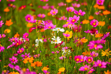 field of pink flowers